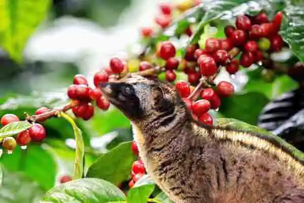 coffee plantation